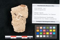 Foto (Objekt + Etikett) von Callitris brongniartii Endl. (NHMW-GEO-2024-0188-8208)